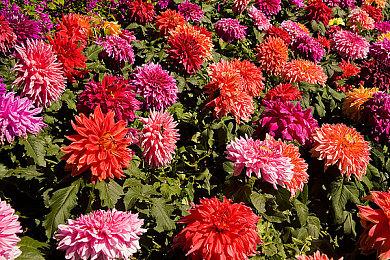 传闻：《使命召唤5》和《奇点》将于明年加入XGP