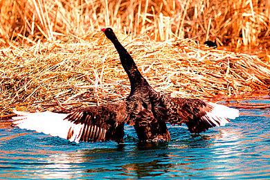 史克威尔艾尼克斯也在考虑对更多旧作进行重制